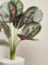 Westside Home Calathea Decorative Plant