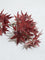 Westside Home Dark Red Maple Leaf Artificial Plant