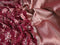 Pure banarasi uppada silk saree deep maroon and red with allover zari woven floral weaves and zari woven border