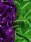 Pure uppada silk saree purple and parrot green with allover silver zari woven buttas weaves and zari woven border
