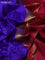 10 Yards silk saree blue and maroon with plain body and zari woven border