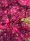 Rose Whisper